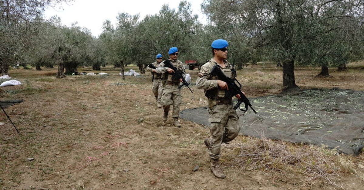 Balıkesir’de hasadı başlayan zeytin gece gündüz jandarma korumasında